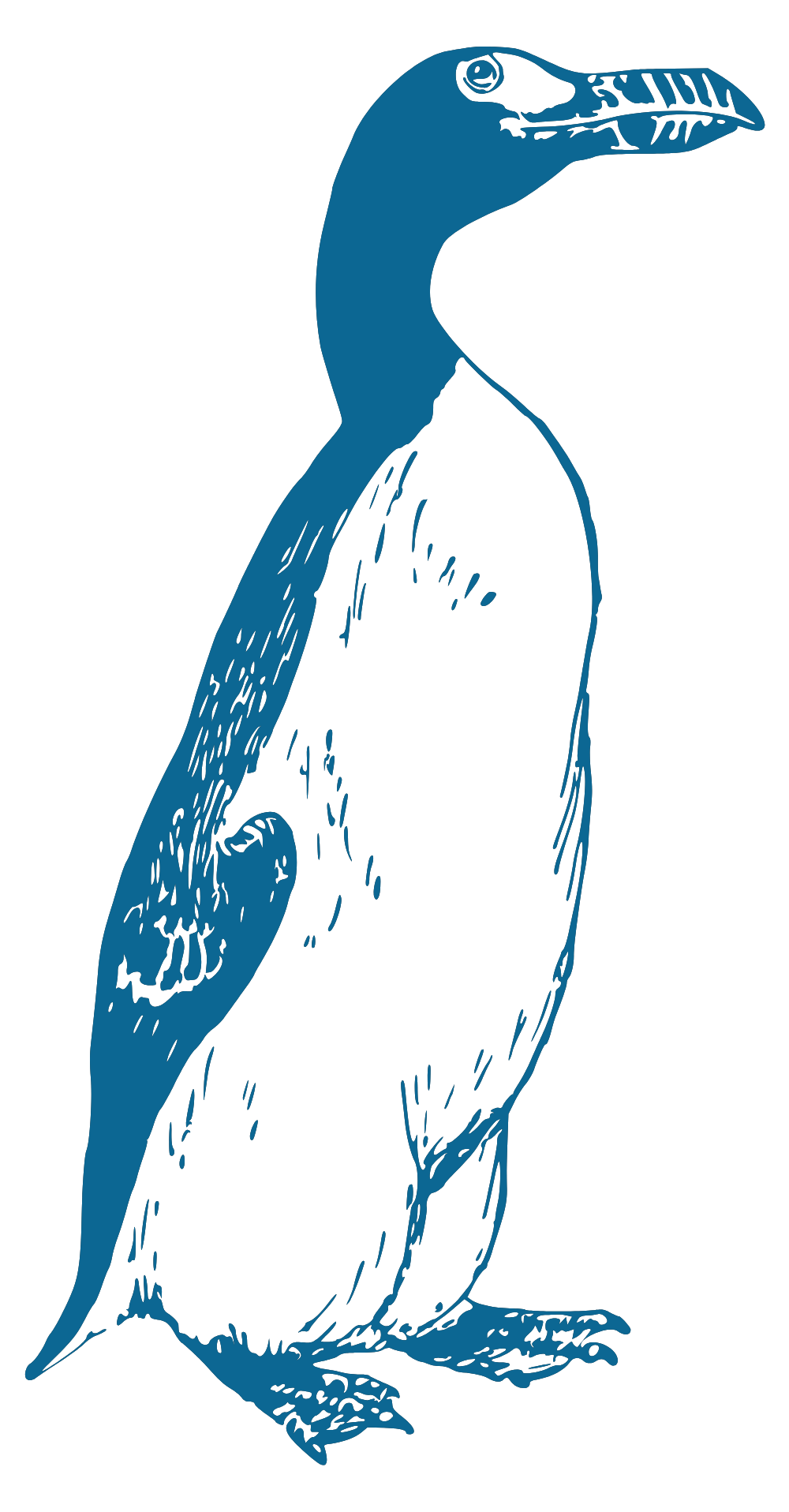 Great Auk by booghost